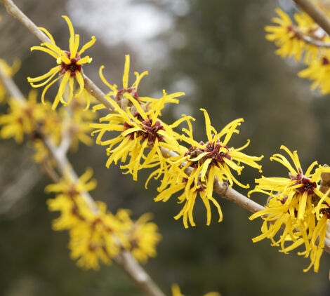 alberello da giardino amamelide