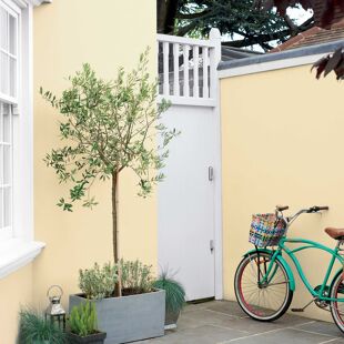 Pitture Murali per Esterni