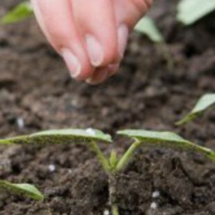 Nutrire e Curare la Pianta