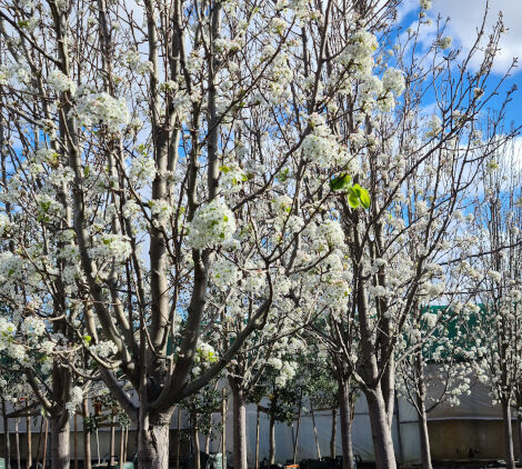 alberelli da giardino pero