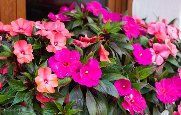 composizioni fioriere - bricocenter