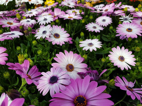 composizione fioriere - bricocetner