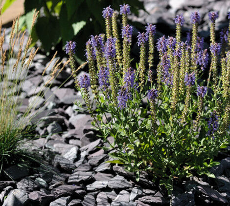 ghiaia da giardino e rampicanti