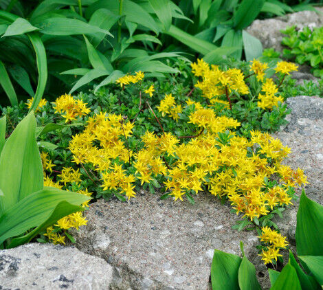 piante da esterno resistenti al freddo - Bricocenter