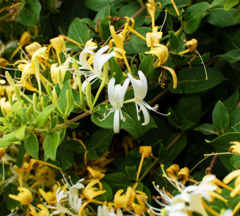 piante da esterno resistenti al freddo - Bricocenter