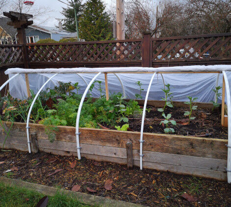 piante da esterno resistenti al freddo - Bricocenter