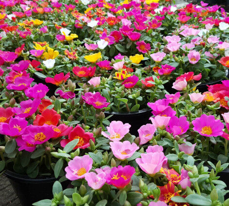 piante estive -Bricocenter