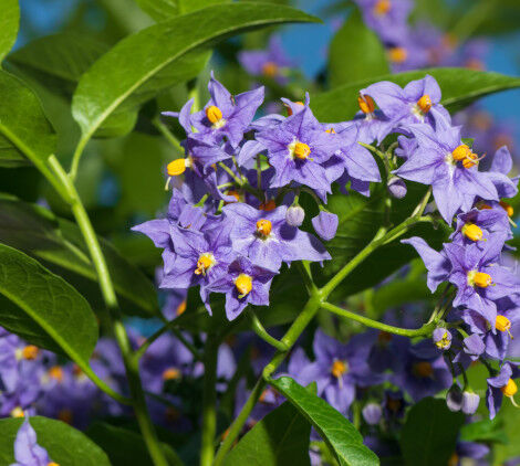 piante estive - Bricocenter