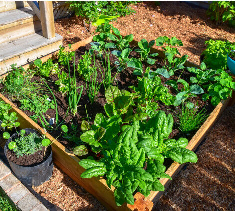 piante estive - Bricocenter