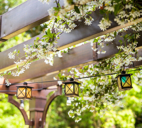 piante rampicanti come fare - Bricocenter