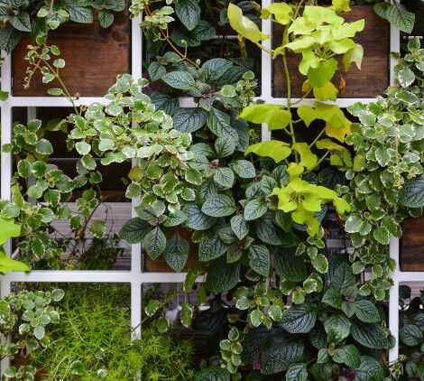 piante rampicanti come fare - Bricocenter