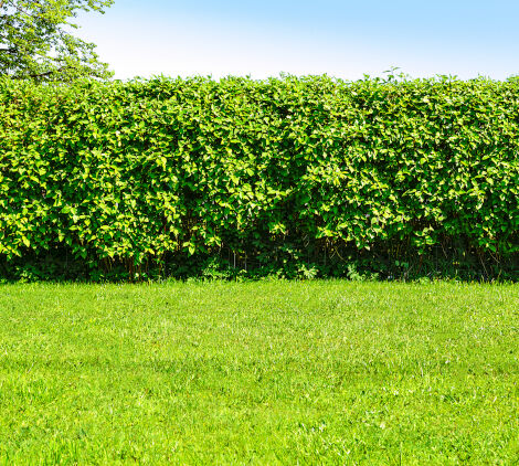 ripararsi da sguardi indiscreti - bricocenter