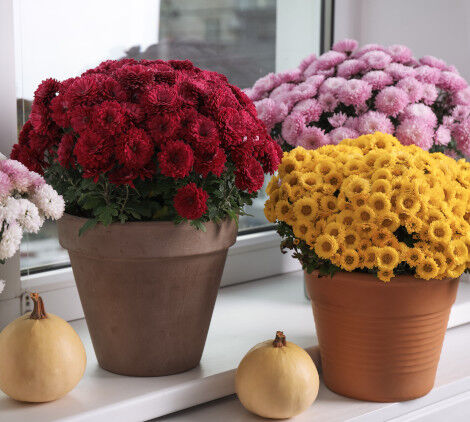 fiori invernali per aiuole - Bricocenter