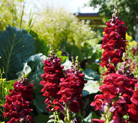 piante invernali da esterno - Bricocenter