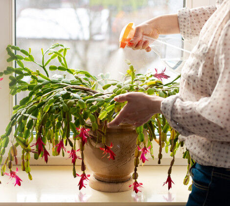 piante invernali da esterno - Bricocenter