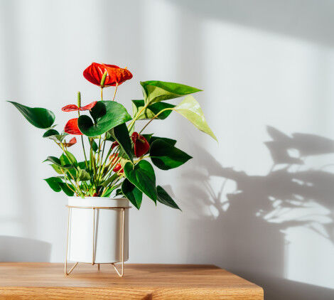 piante invernali da esterno - Bricocenter