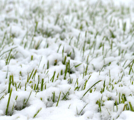 prato in inverno - Bricocenter