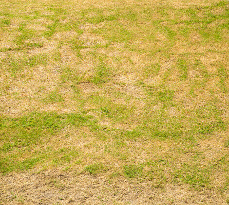 prato in inverno - Bricocenter