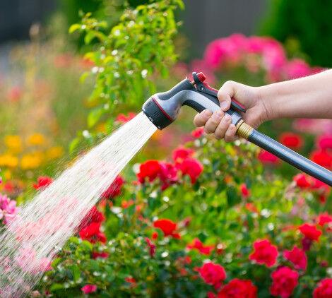 come disporre le rose in giardino - Bricocenter