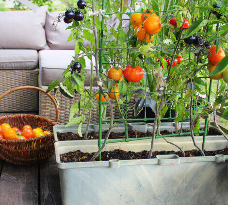 orto sul balcone - Bricocenter