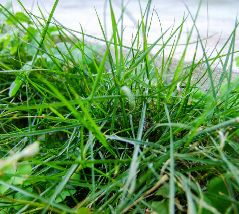 cosa mettere nelle aiuole per non far crescere l'erba